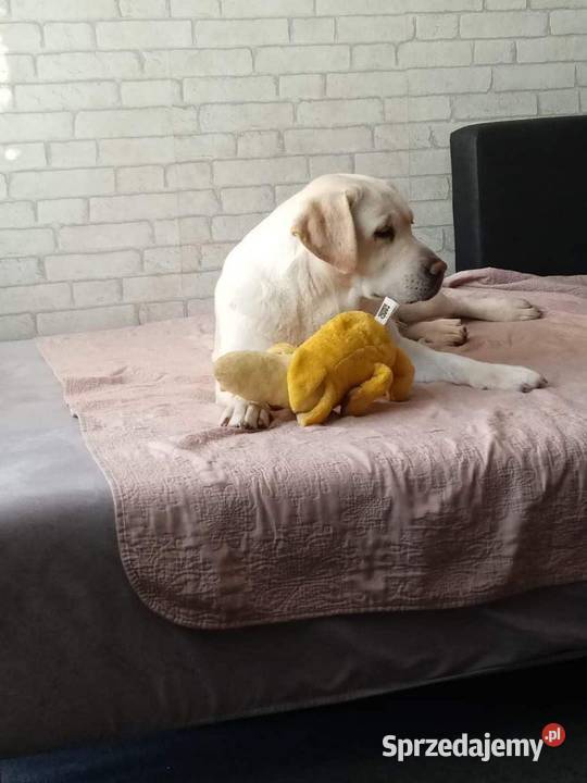 Labrador retriever biszkoptowy mazowieckie Iłża