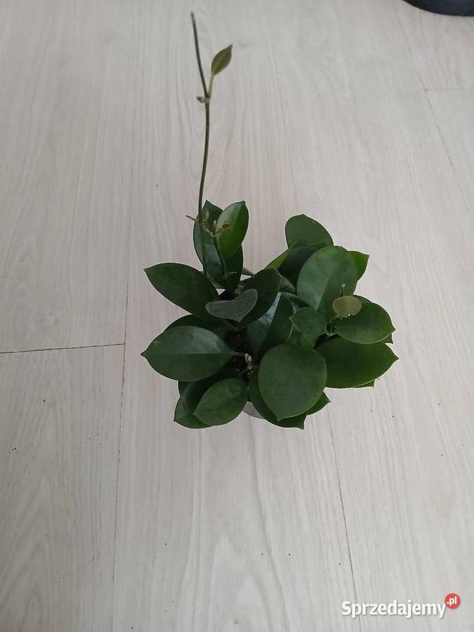 Hoya australis gęsta śląskie Częstochowa