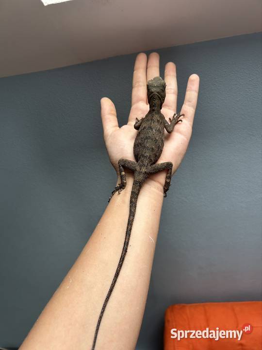 Parka agam Gorskich małopolskie Olkusz