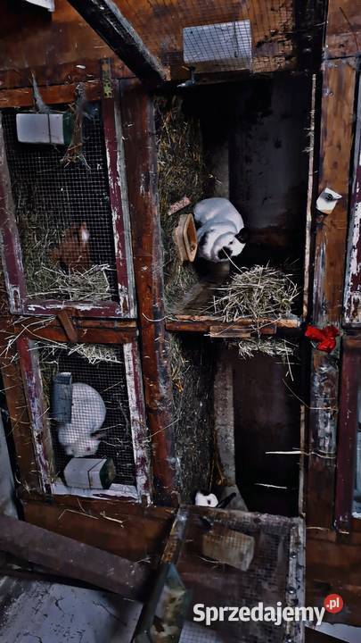 Sprzedam rasowe króliki Jagodniki