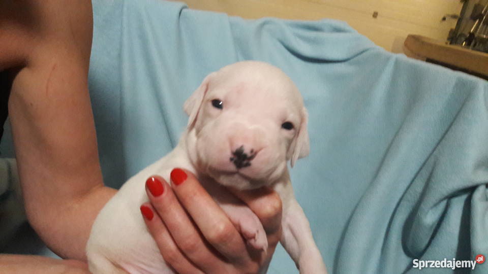 Dog argentyński szczenięta z rodowodem śląskie Jaworzno sprzedam