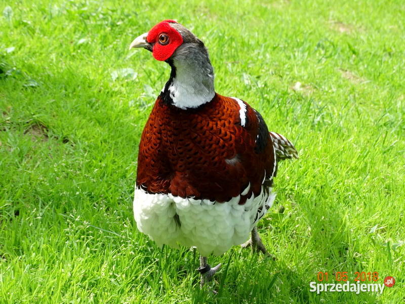 Sprzedam Bażanty Kasztanowe Bażant z 2022r Samce Gostyń