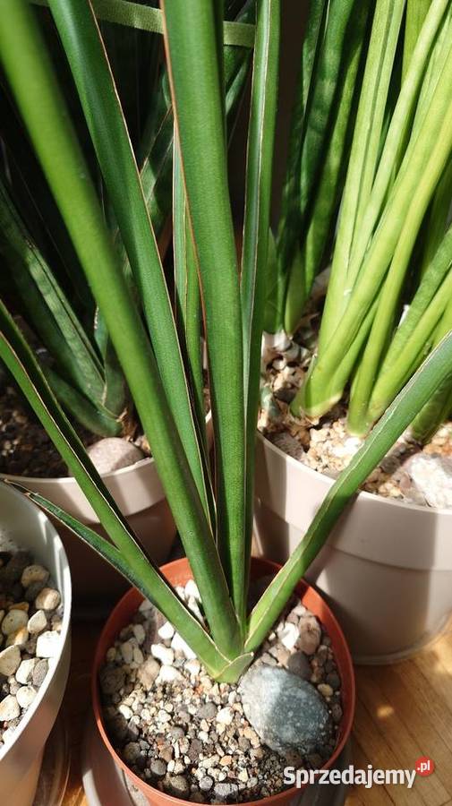 Sansevieria hybr Midnight Star deserti x Warszawa