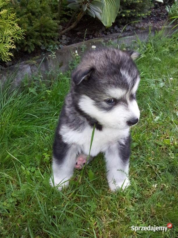 Alaskan malamute szczenięta Psy Aleksandrów Łódzki