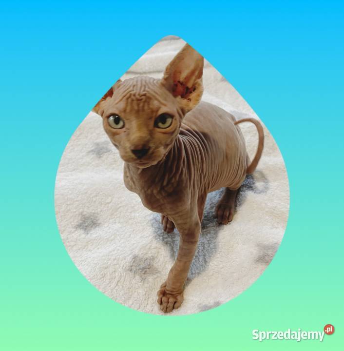 Sfinks Kanadyjski najwyższa klasa w super