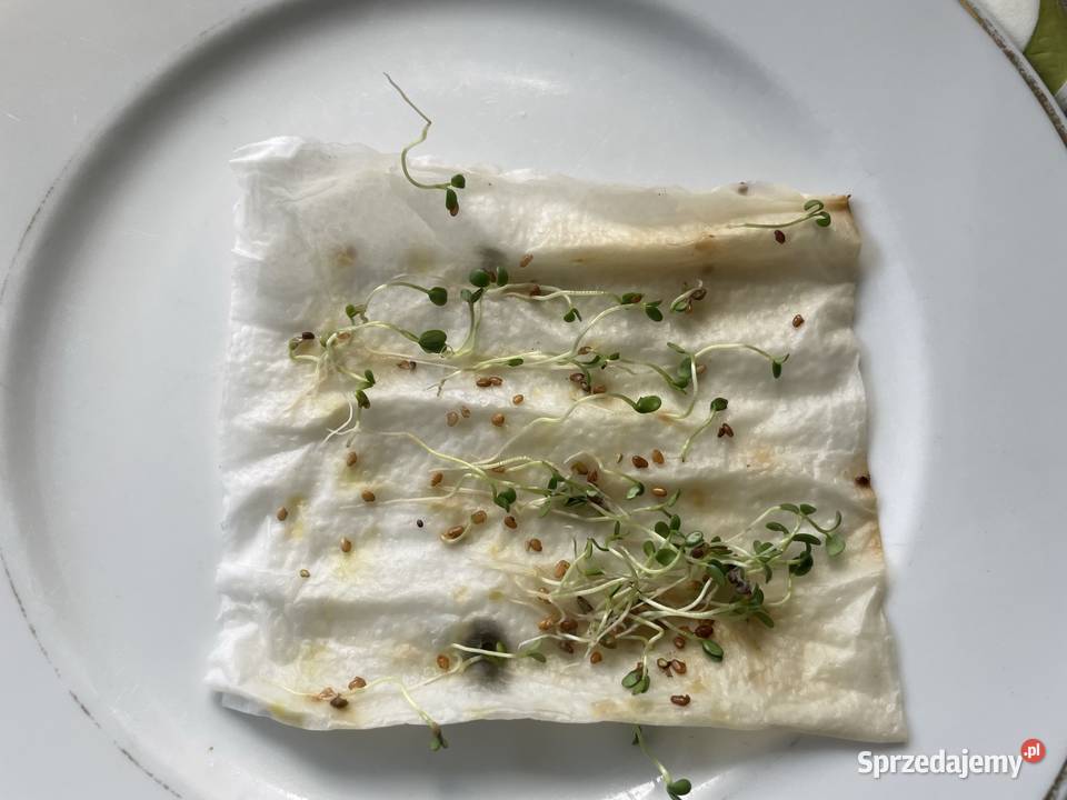 Koniczyna czerwona ekologiczna podlaskie Wojszki