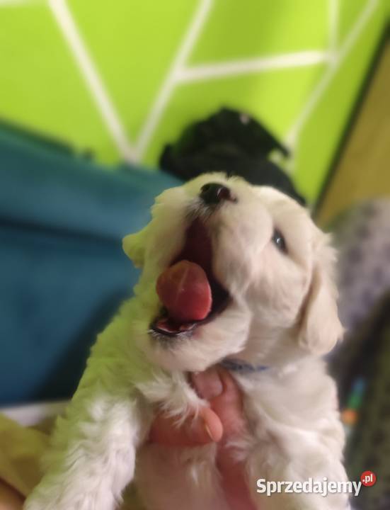 szczeniak maltańczyk Maltańczyk sprzedam