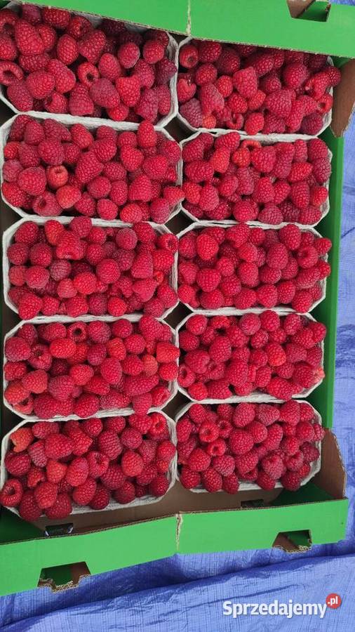 Sadzonki malin Marawilla Czerwińsk nad Wisłą