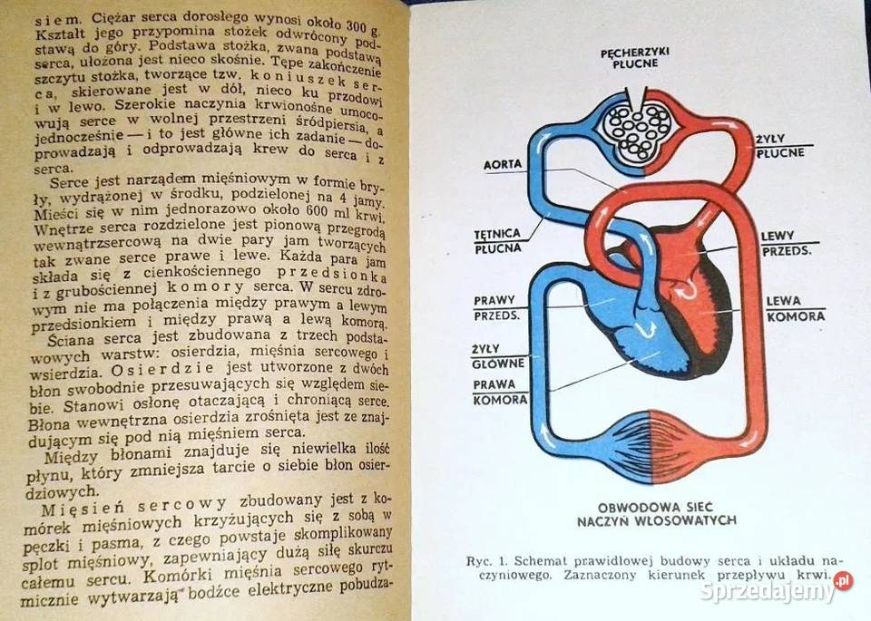 Serce i jego choroby Maria Hoffman Chełm