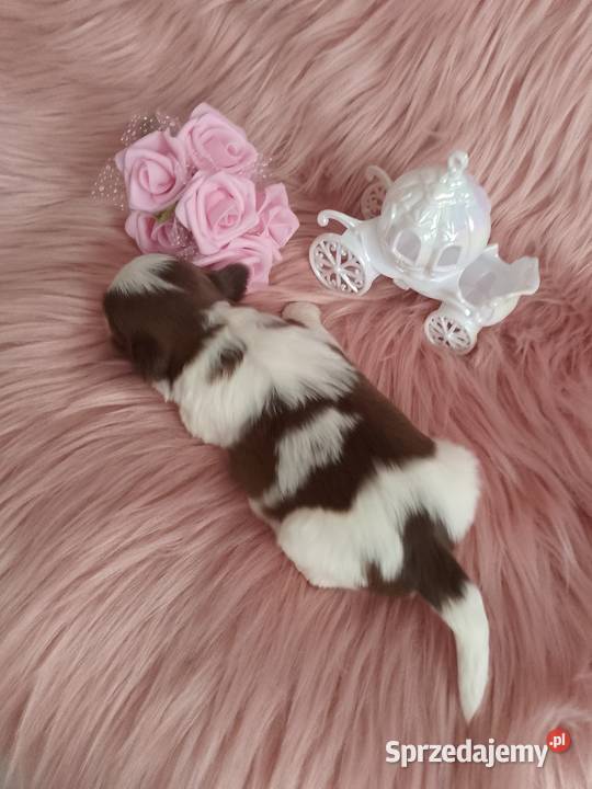 Biało czekoladowa suczka rasy ShihTzu Namysłów