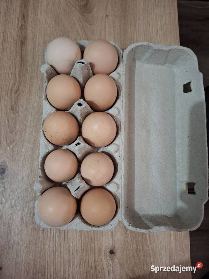 Sprzedam jajka wiejskie Jaja Rypin