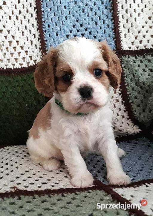 Chłopczyk Cavalier king charles spaniel Cavalier King Charles Spaniel podkarpackie Rzeszów