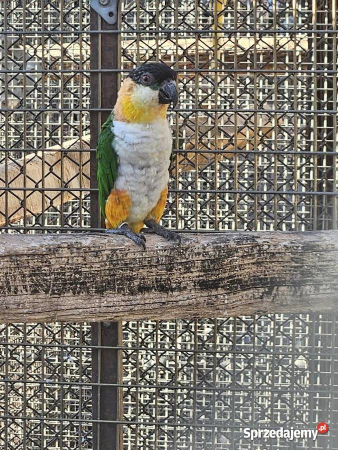 Barwinka czarnogłowa Bydgoszcz sprzedam