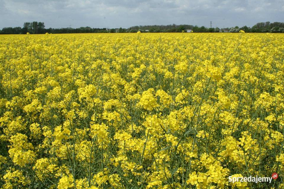 Rzepak SY Florida z zaprawą Cruiser Bobrowiec