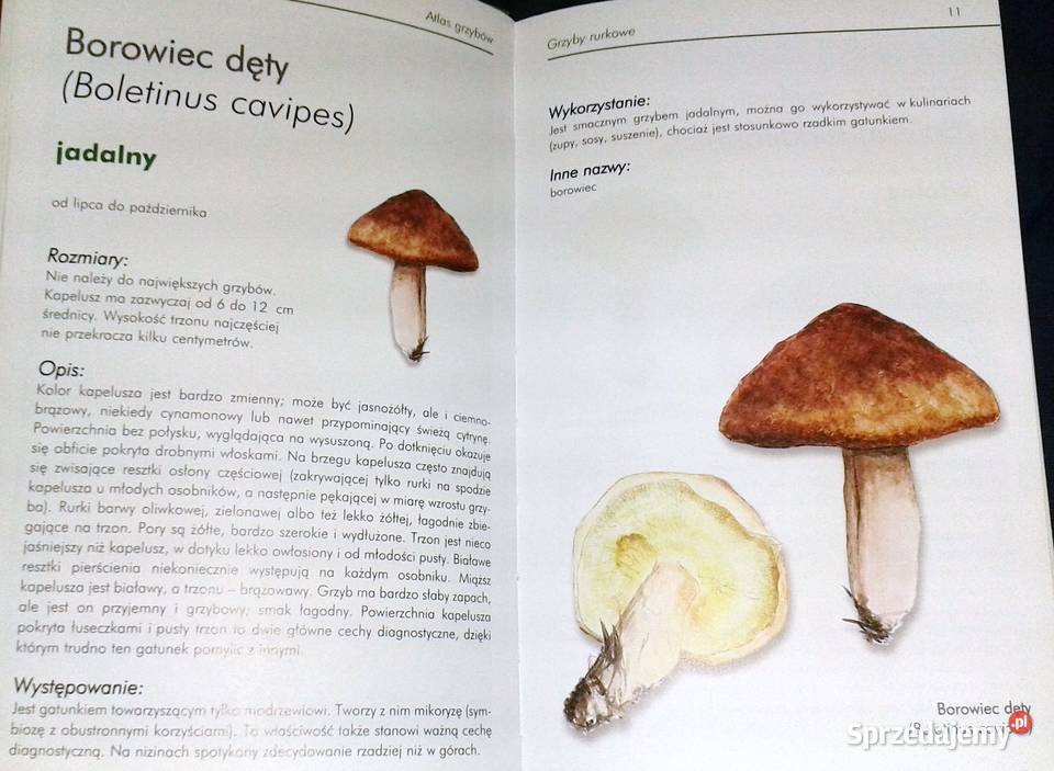 Ilustrowany atlas grzybów Emilia Grzędzicka miękka Chełm