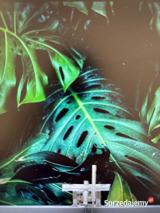 Fototapeta Liście 9834 56734 Zabrze