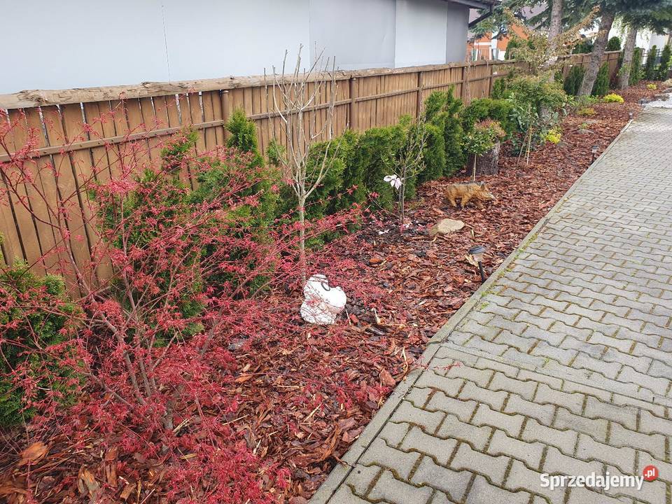 Kora sosnowa ozdobna dekoracyjna ogrodowa Brzesko