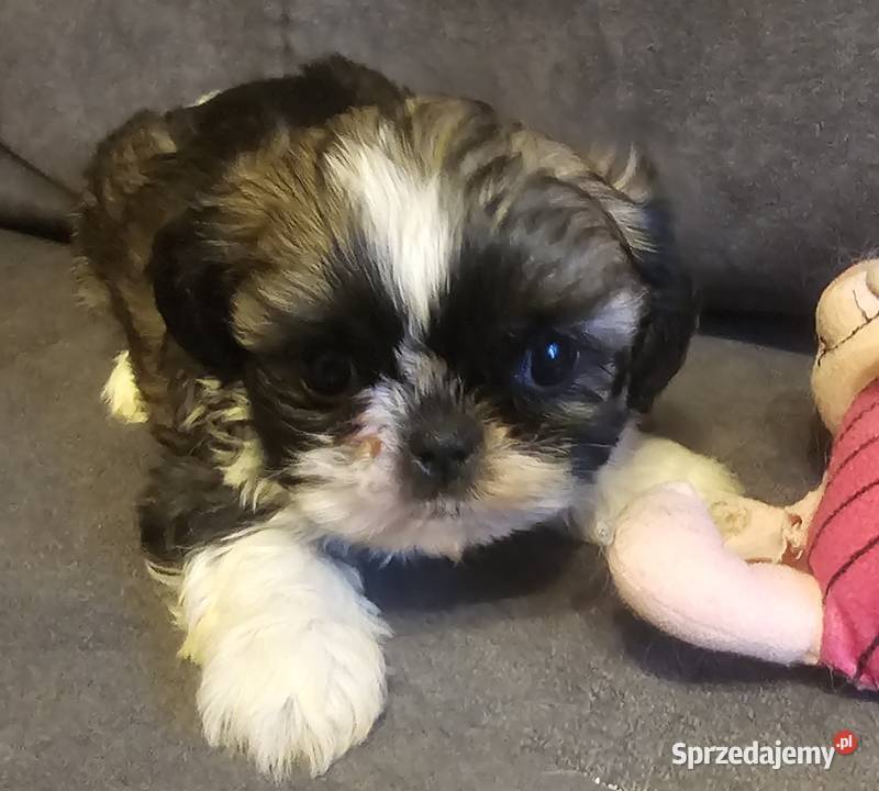 Shih Tzu chłopiec Shih Tzu Częstochowa