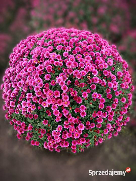 Chryzantema doniczkowa – PRODUCENT | hurt | PL/CZ/SK