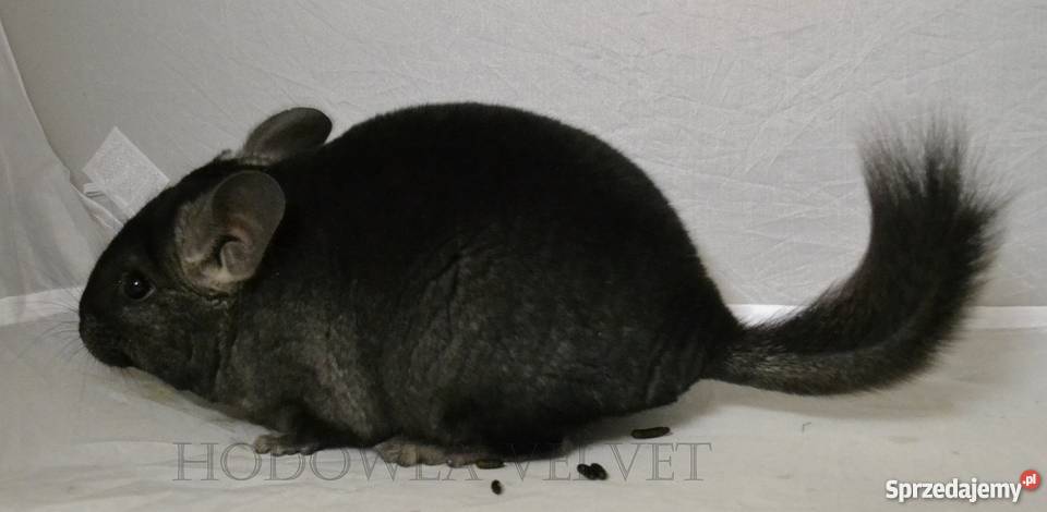 Szynszyla szynszyl szynszyle samiec MEDIUM EBONY Perzyce