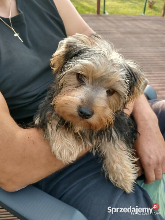 Yorki 4 miesięczne odchowane pieski dolnośląskie Wrocław