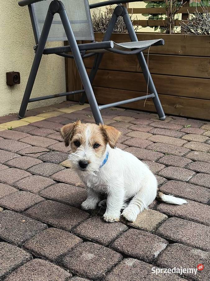 Jack Russell Terrier Nowy Broniszew