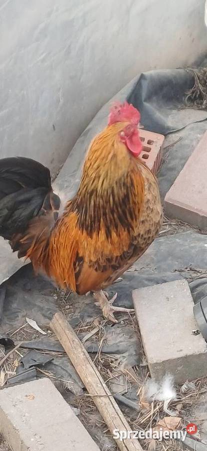 Koguty Miniaturki Zaborówek