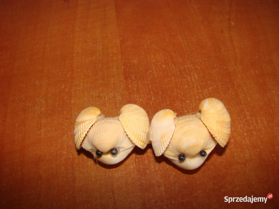 dekoracja z muszelek Pruszcz Gdański