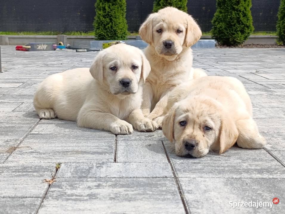 Labrador mazowieckie