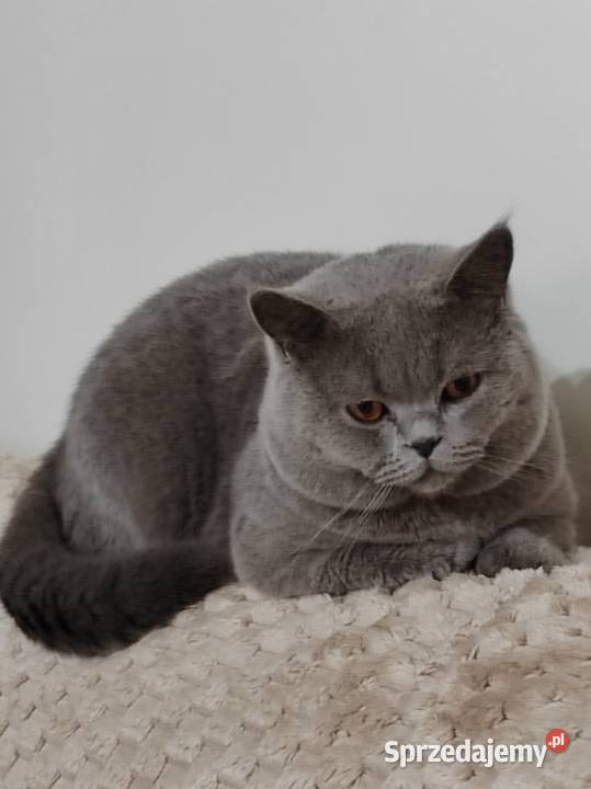 Kocur brytyjski niebieski reproduktorkrycie Pasłęk sprzedam
