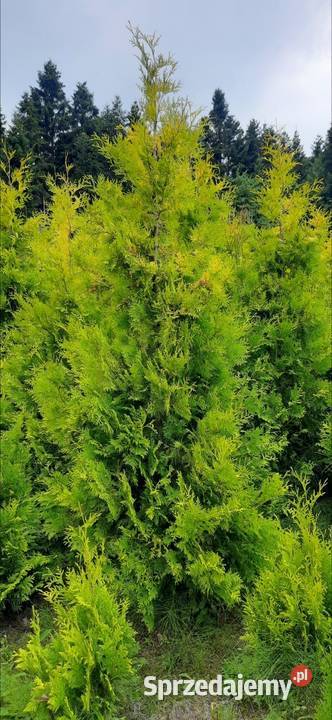 Thuja Europa Gold 130 do 220 Tuja dowóz Iglaki Olszana sprzedam