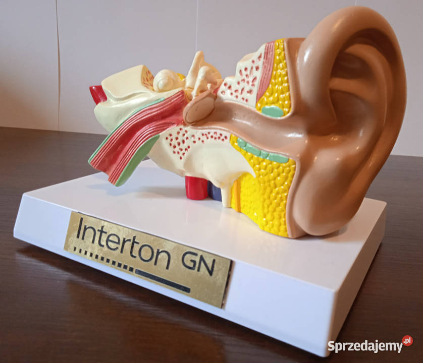 Medycyna model budowy ucha ludzkiego 3częściowy wielkopolskie Poznań