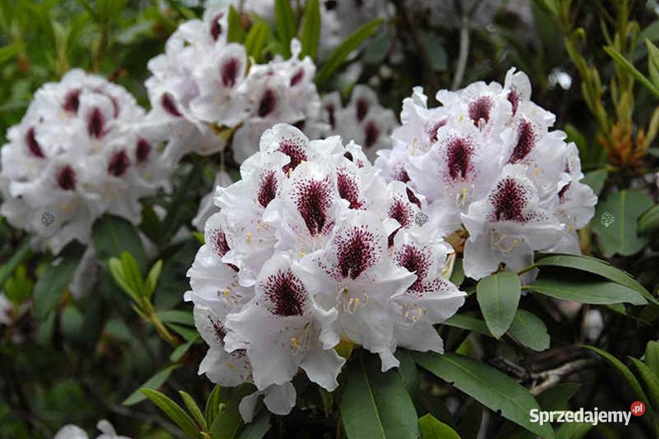 Różanecznik 'Calsap'/Rhododendron 'Calsap' C5 Grójec - Sprzedajemy.pl