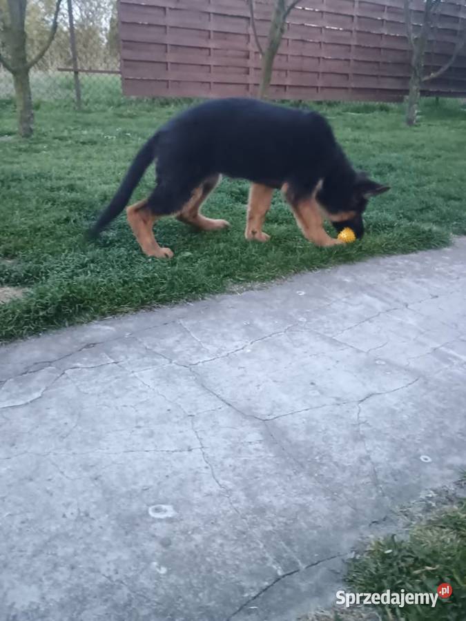 Owczarek niemiecki krótkowłosy suczka Wola Pieczyska