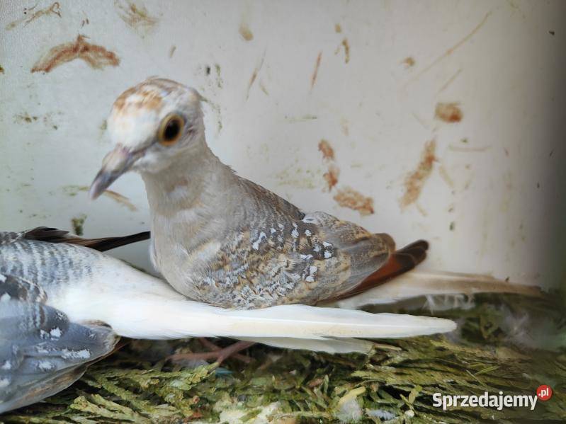 Papugi różne gatunki Bochnia