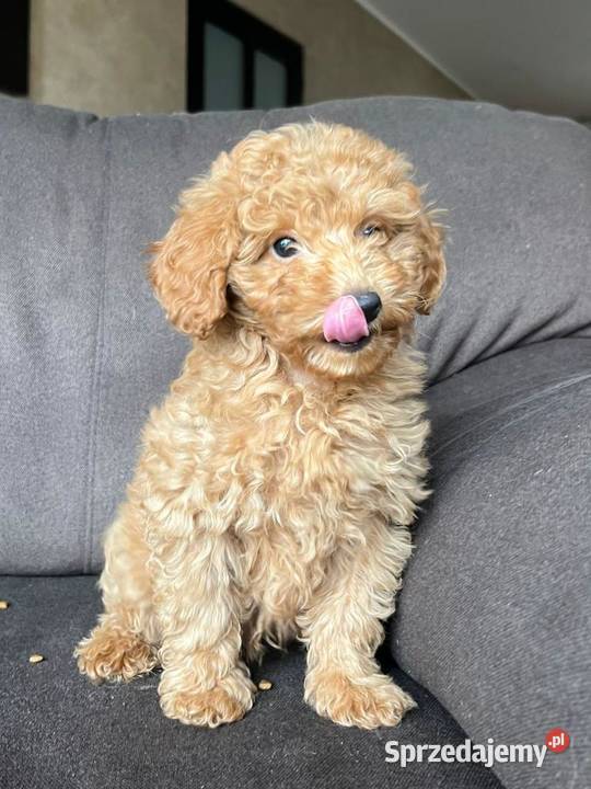 Szczeniak pudla miniaturowego toy małopolskie Waganowice