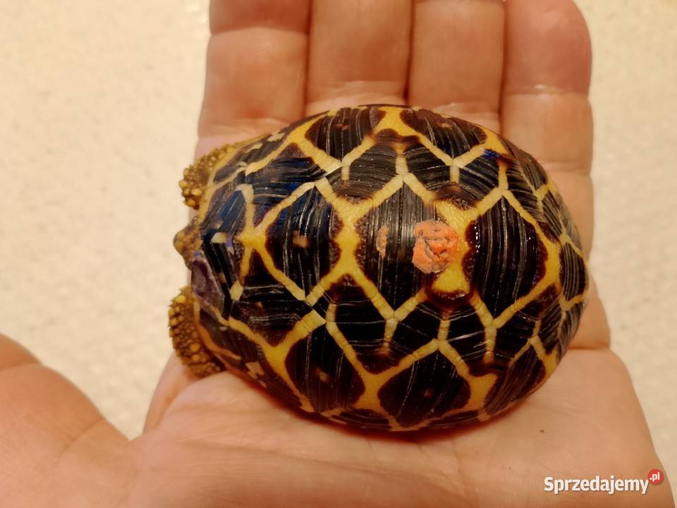 Żółw gwiaździsty lądowy Geochelone elegans śląskie Bielsko-Biała