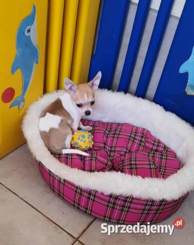 Chihuahua piesek z rodowodem Nelson biały w Częstochowa