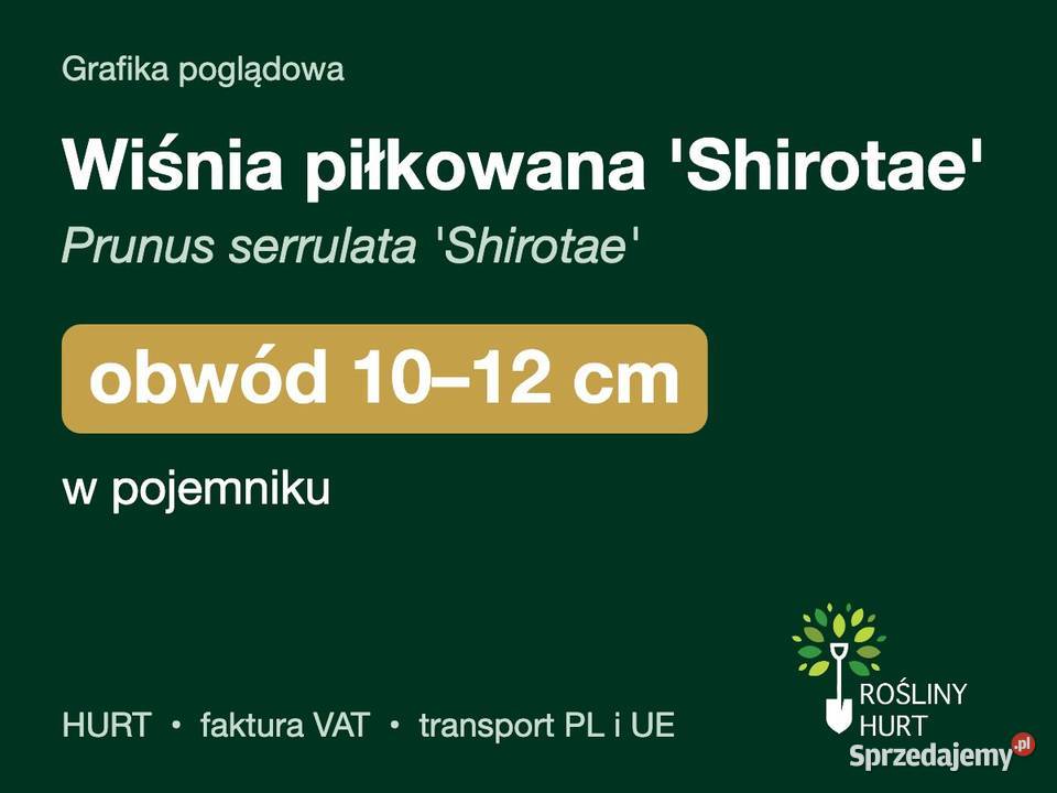 Wiśnia piłkowana Shirotae obwód 1012 w pojemniku