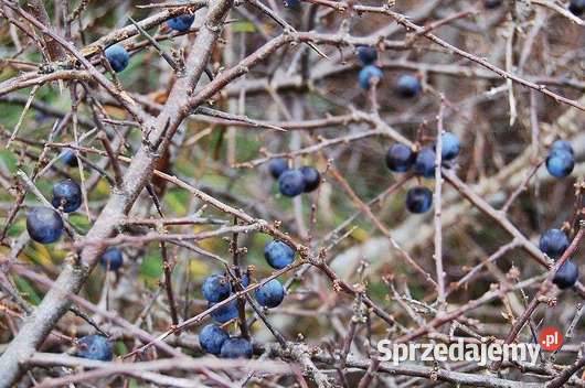 dzika tarnina suszine owce 500 paczkomat 0 Ropczyce