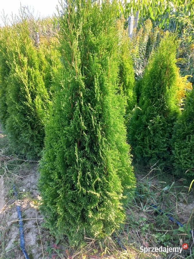 TujeTuja Szmaragd 140 150 transport sadzenie