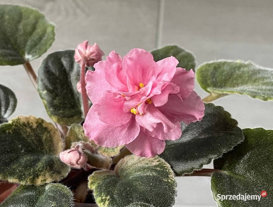 Fiołek afrykański kwitnąca sadzonka Jan Sachara Jędrzejów