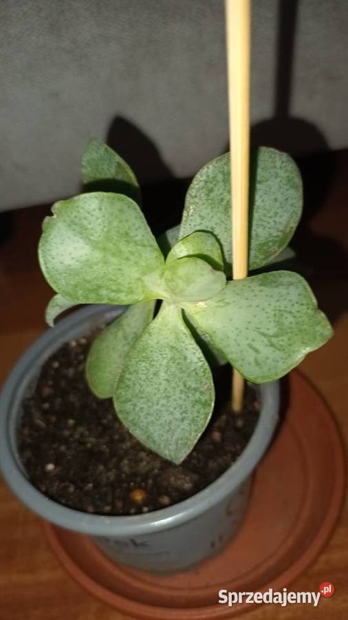 Crassula Arborescens Crassula undulatifolia Blue Warszawa