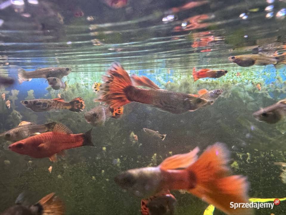 Sprzedam 15 sztuk gupików Biała Podlaska sprzedam