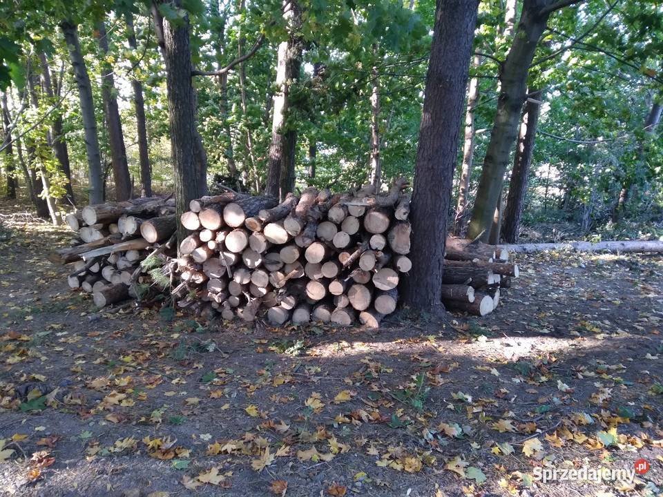 Drewno opalowe Niestępowo