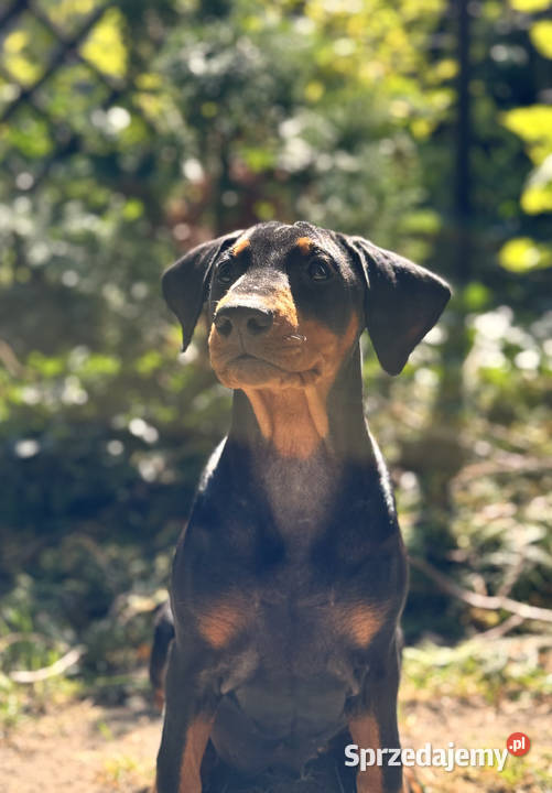 Pinczer średni niemiecki FCI championach dolnośląskie Wrocław sprzedam