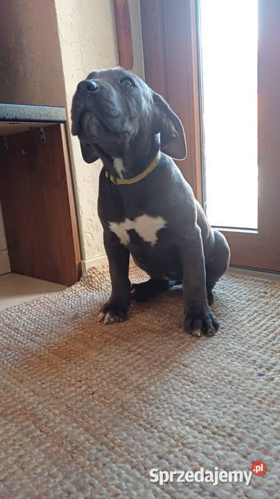 Suczka CANE CORSO Wola Duża