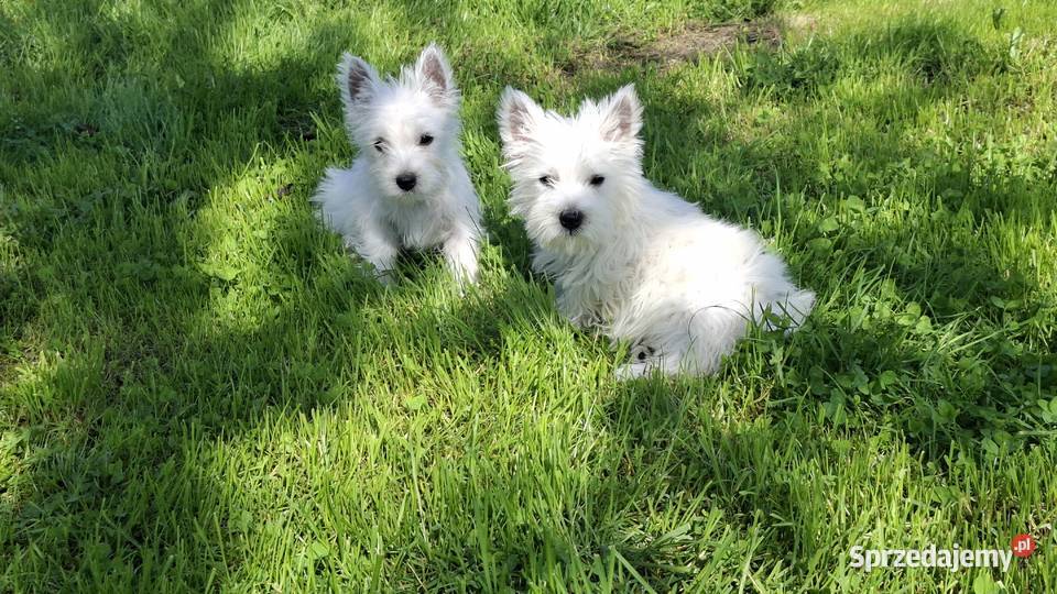 West highland white terrier Ełk