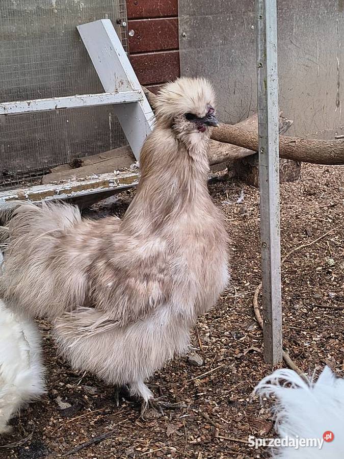 Siłka kogut 2025 Myślenice