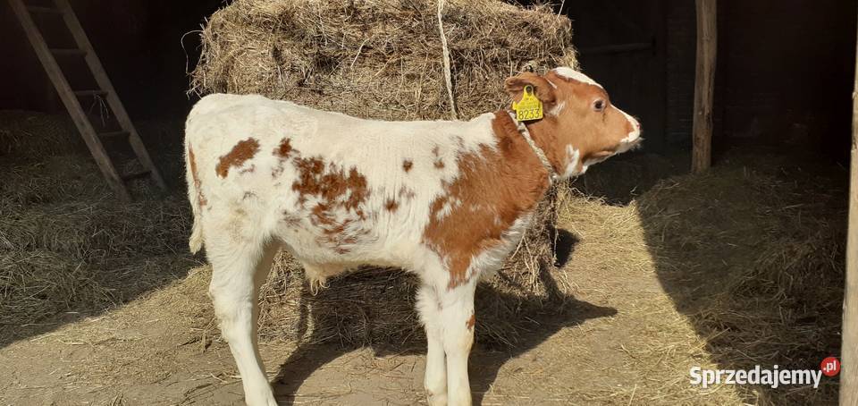 Byczek mięsny Simental cielę Stary Solec